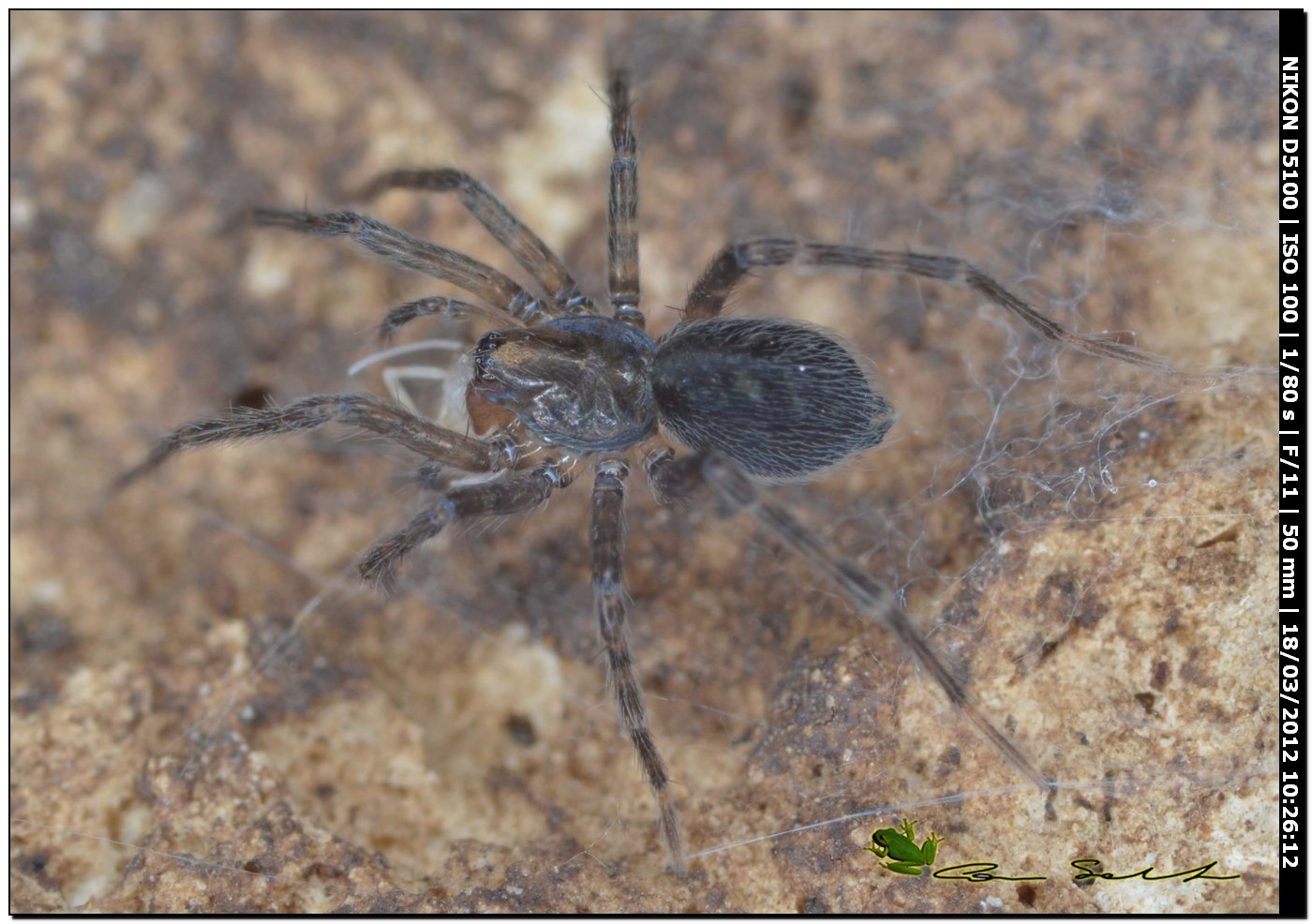 Agelenidae da Bessude