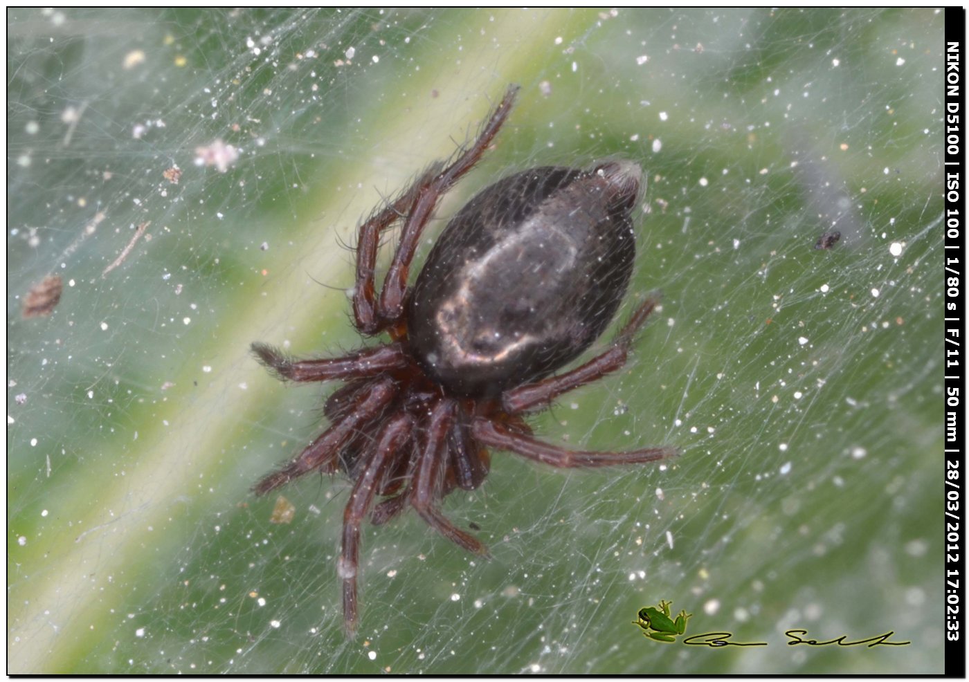 Agelena sp.