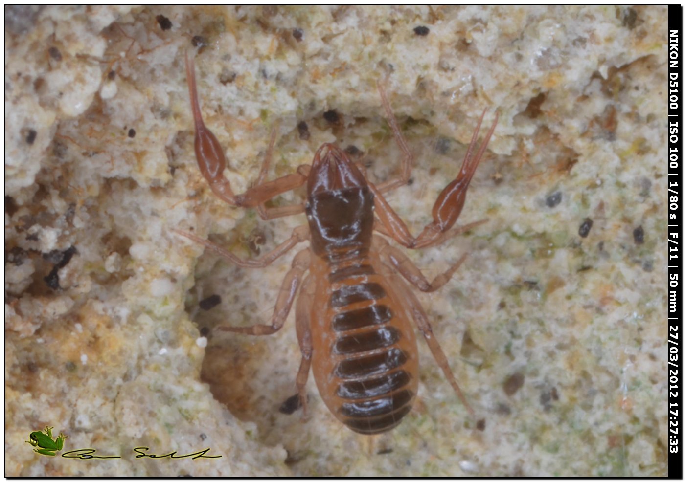Chthoniidae da Usini