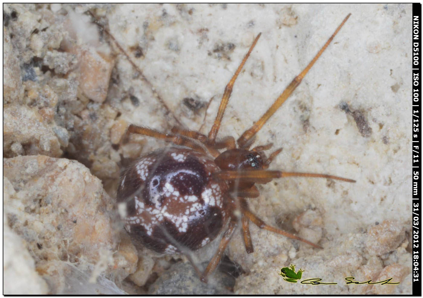 Steatoda triangulosa