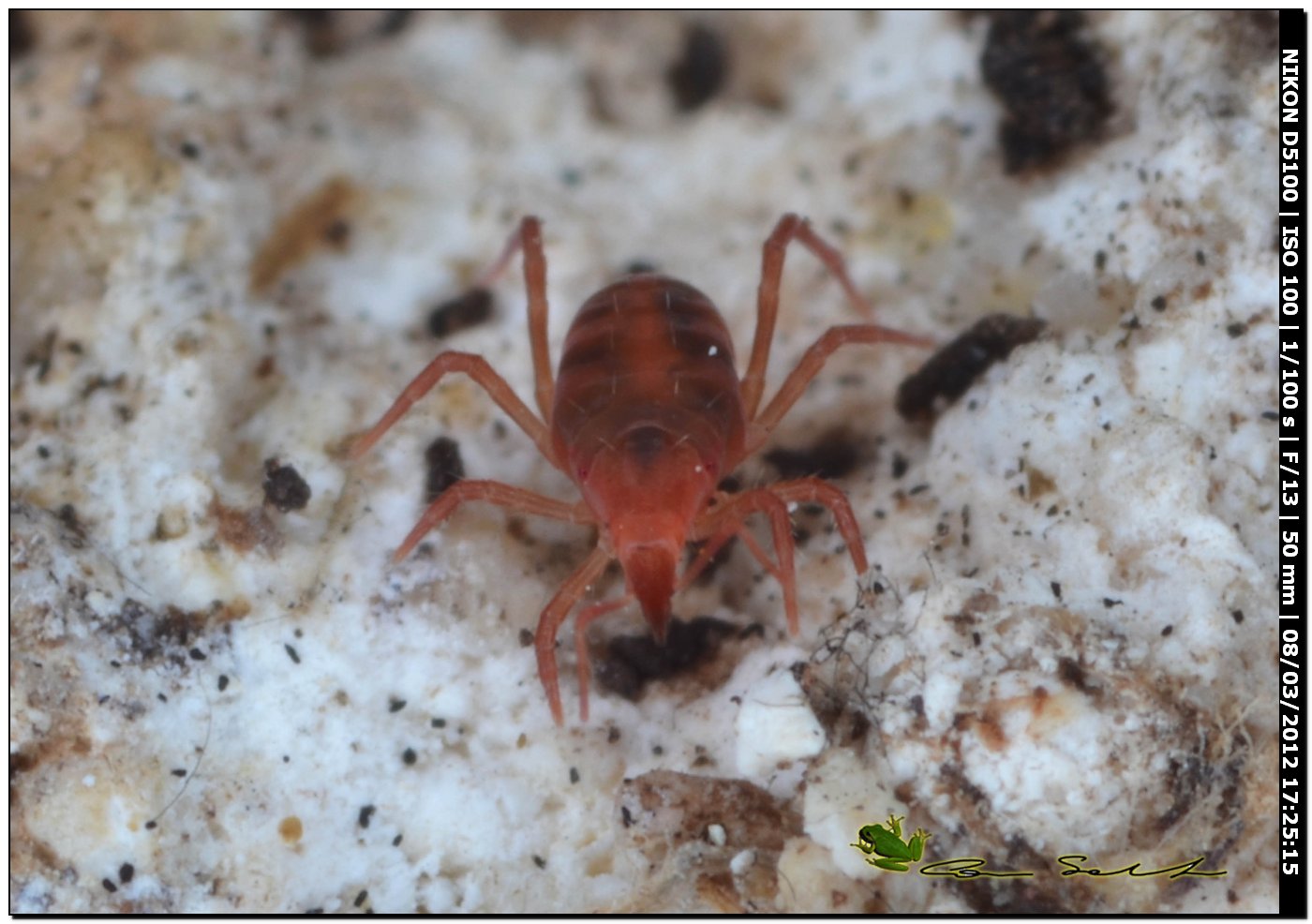 Bdellodes longirostris da Usini
