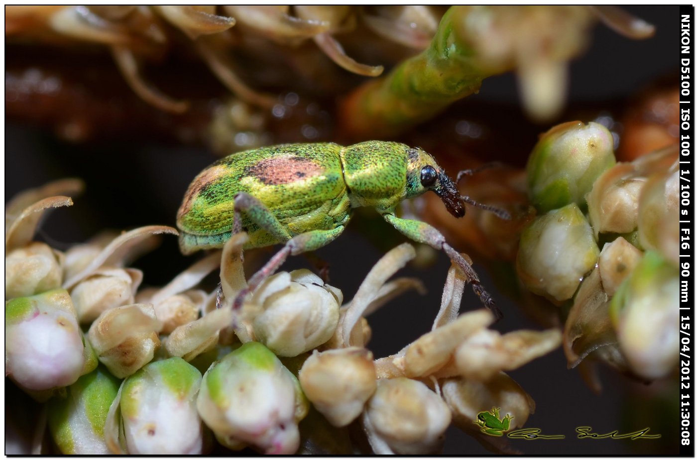 Coniatus tamarisci (Curculionidae)