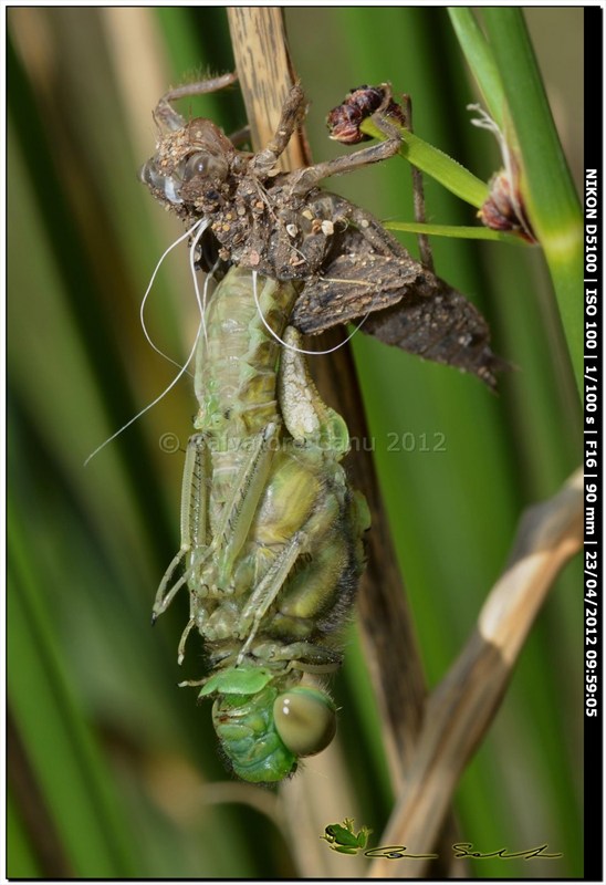 Orthetrum cancellatum, metamorfosi