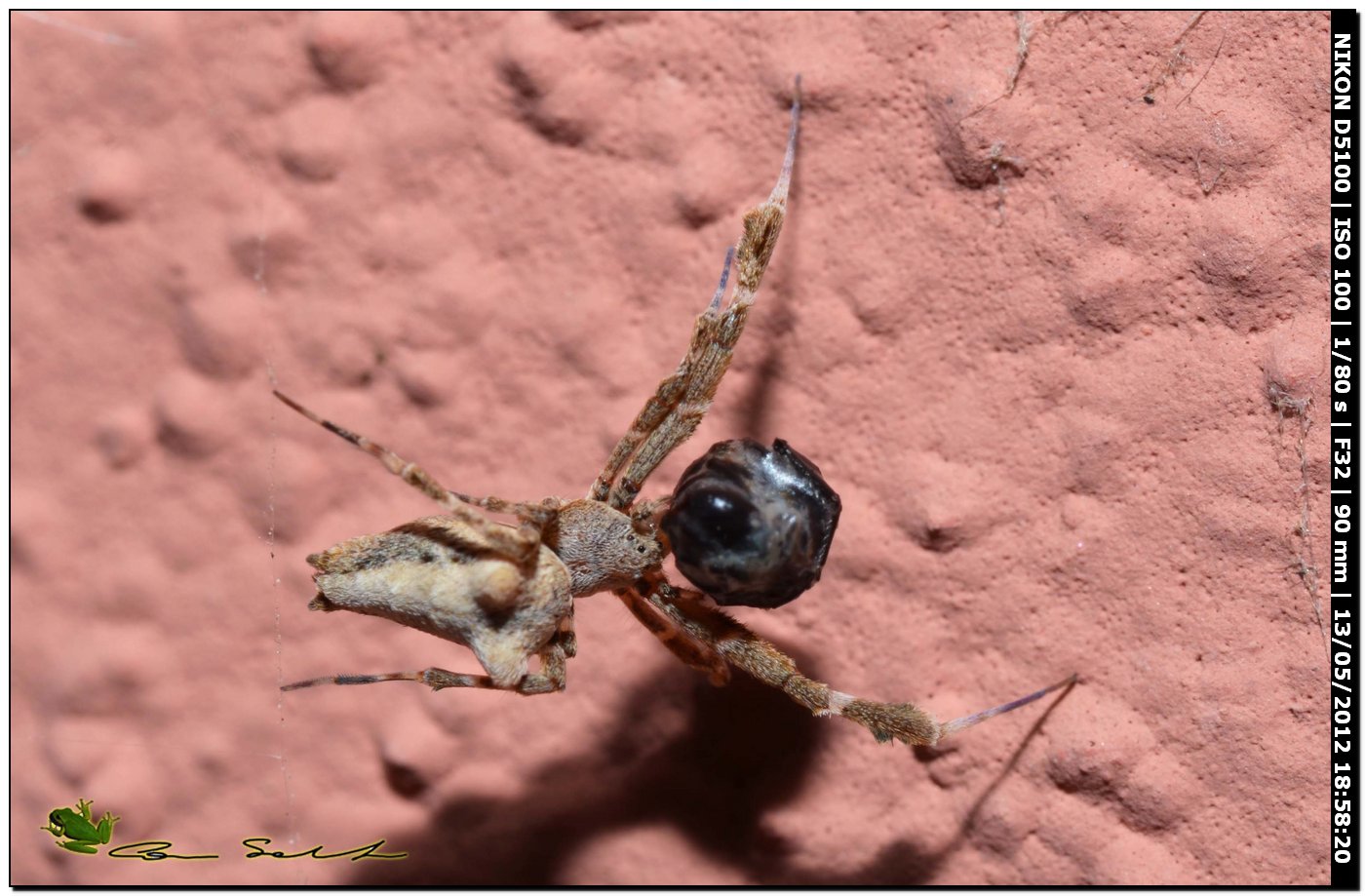 Uloborus plumipes