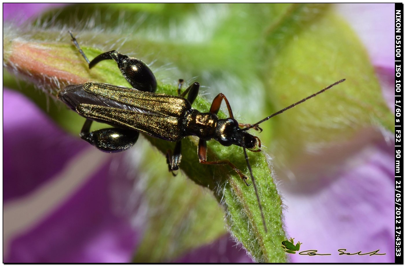 Oedemera flavipes, maschio