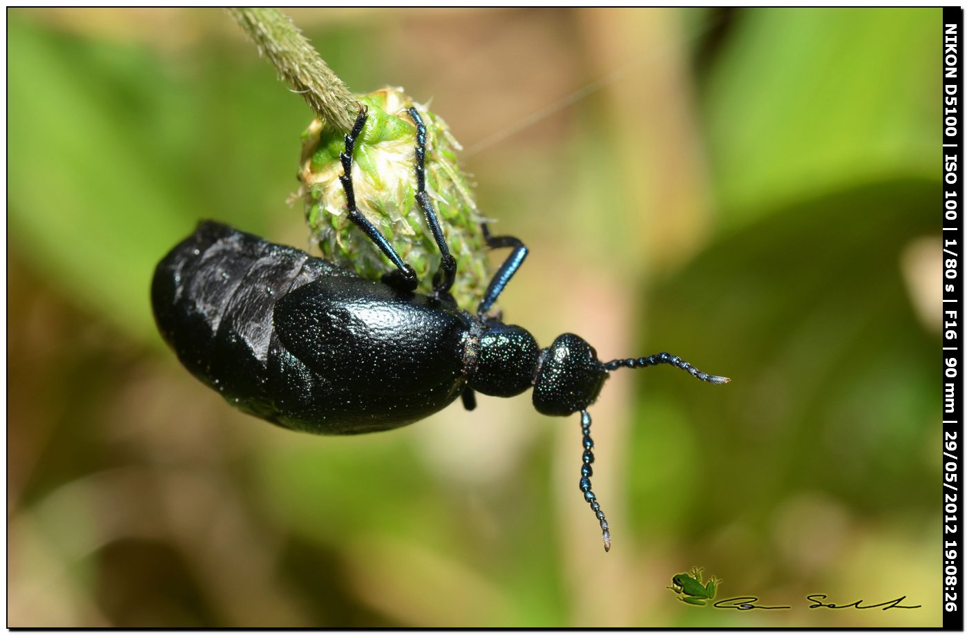 Meloe proscarabaeus in ... arrampicata libera