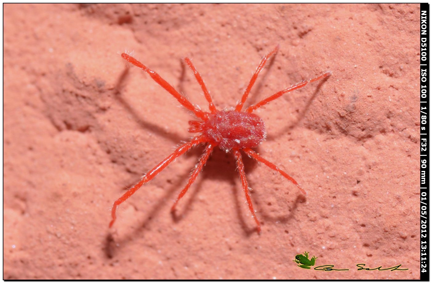 Ragnatela e acari:  cfr. Balaustium sp. (Erythraeidae)