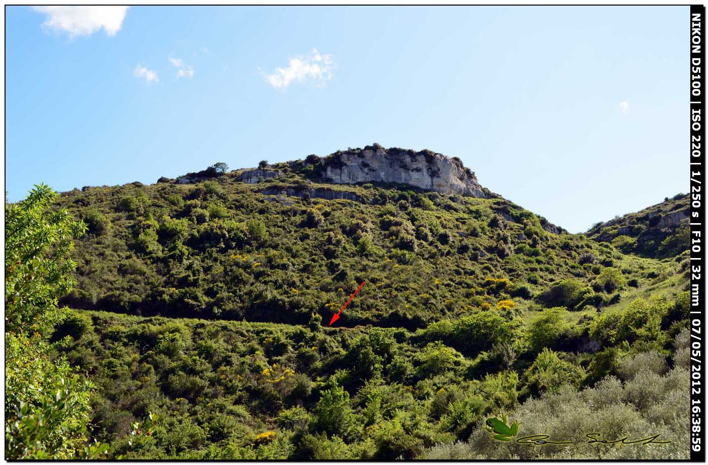 Limax gruppo corsicus da Ittiri (nero)