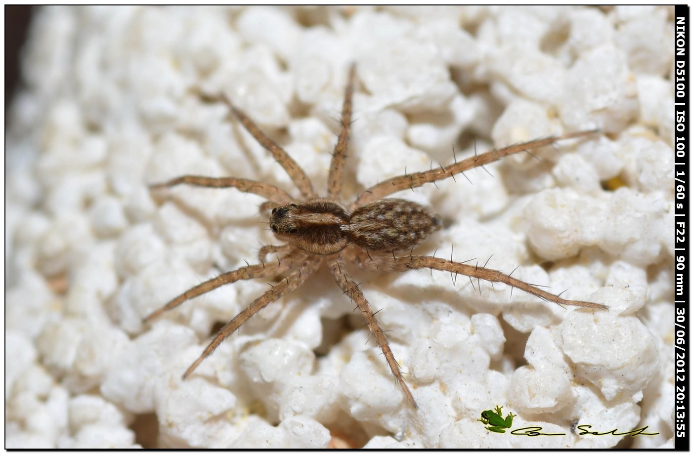 Pardosa sp.