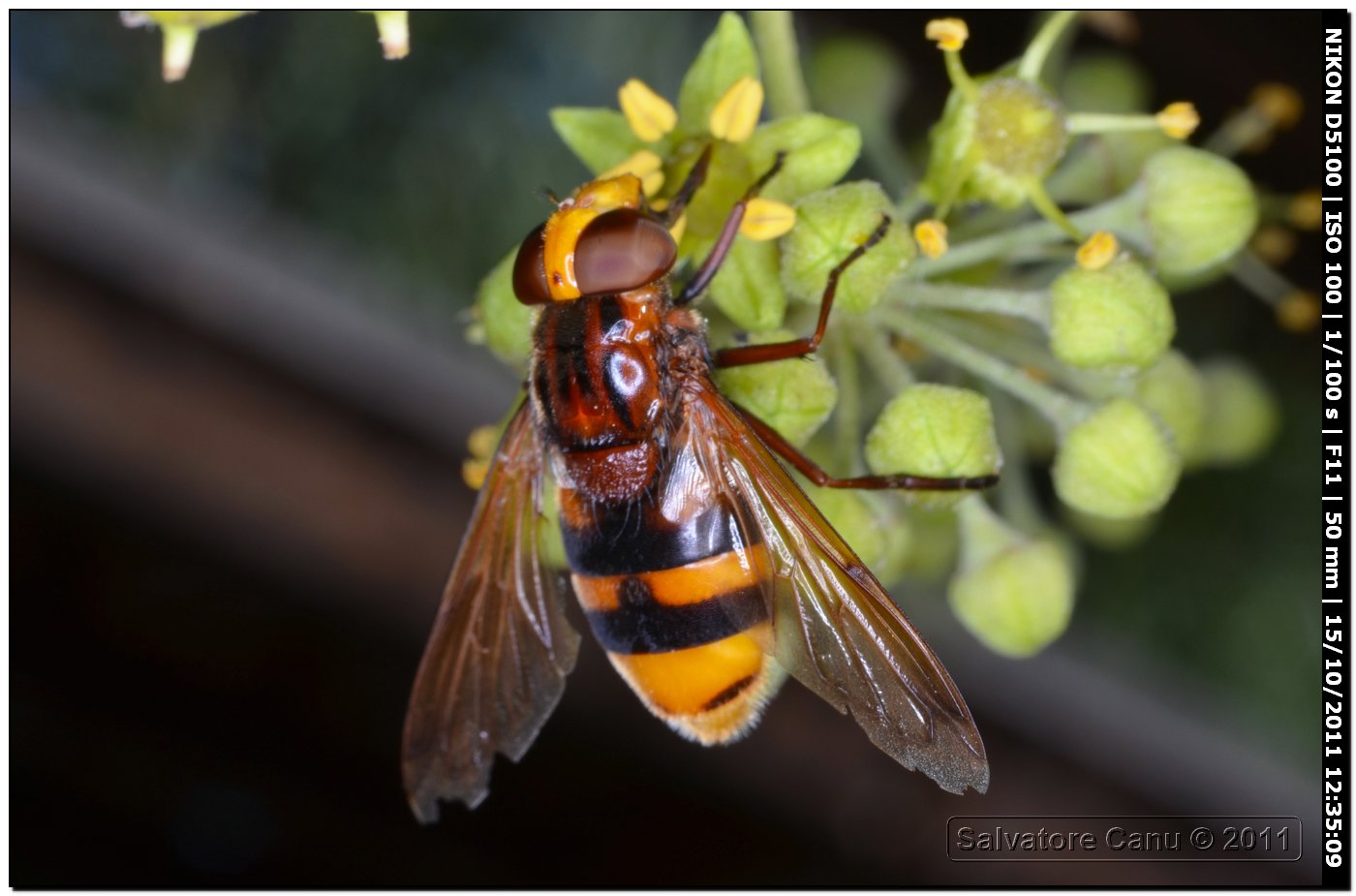 Volucella zonaria (Syrphidae)
