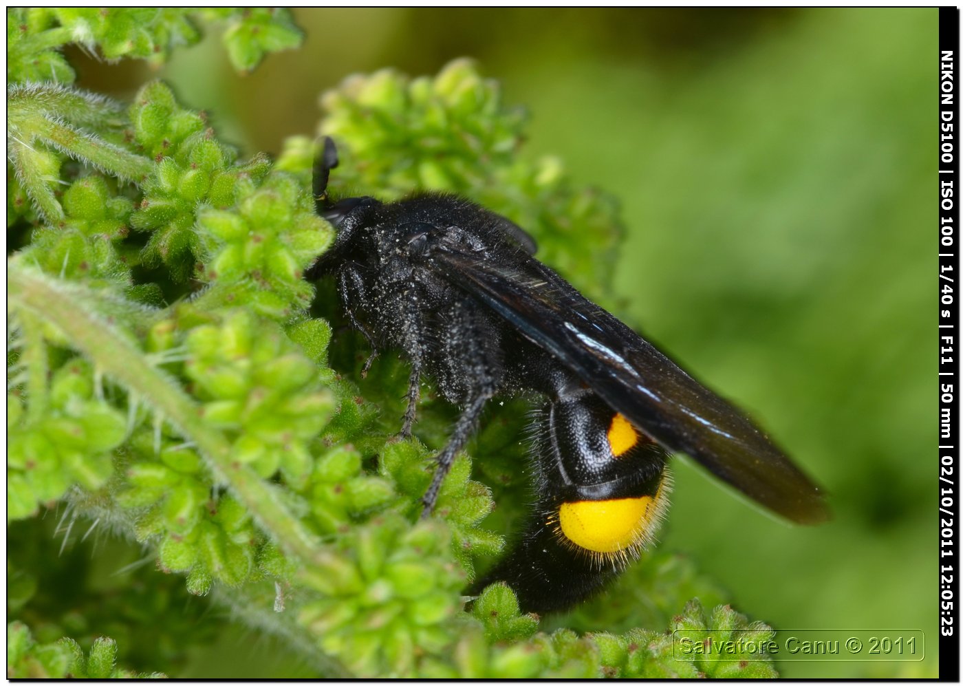 Scolia hirta unifasciata ♂ (Scoliidae)