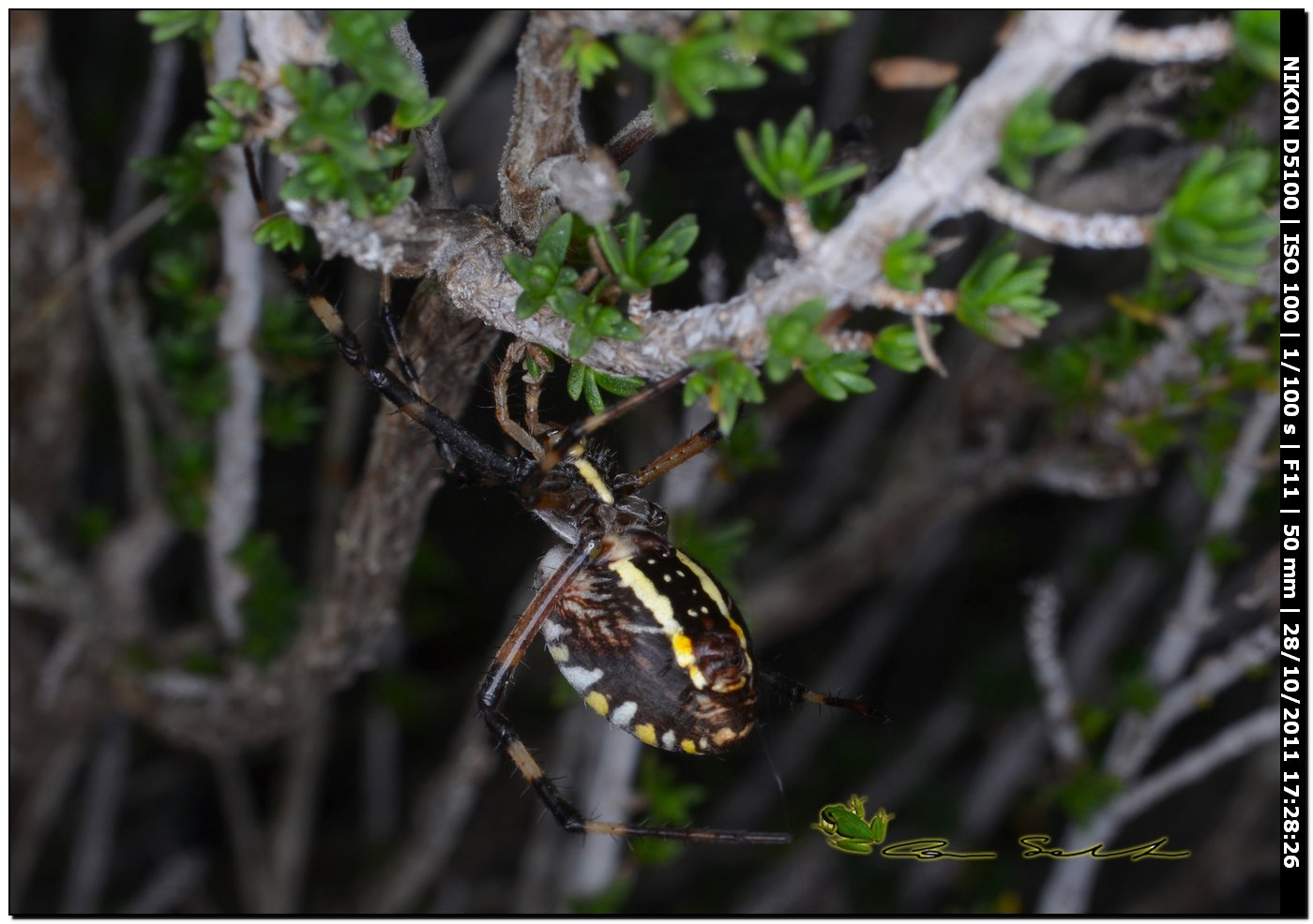Argiope bruennichi