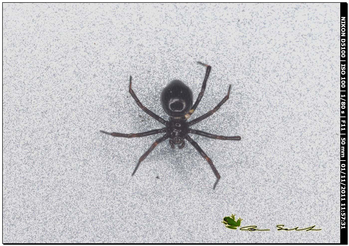 Euryopis sp.