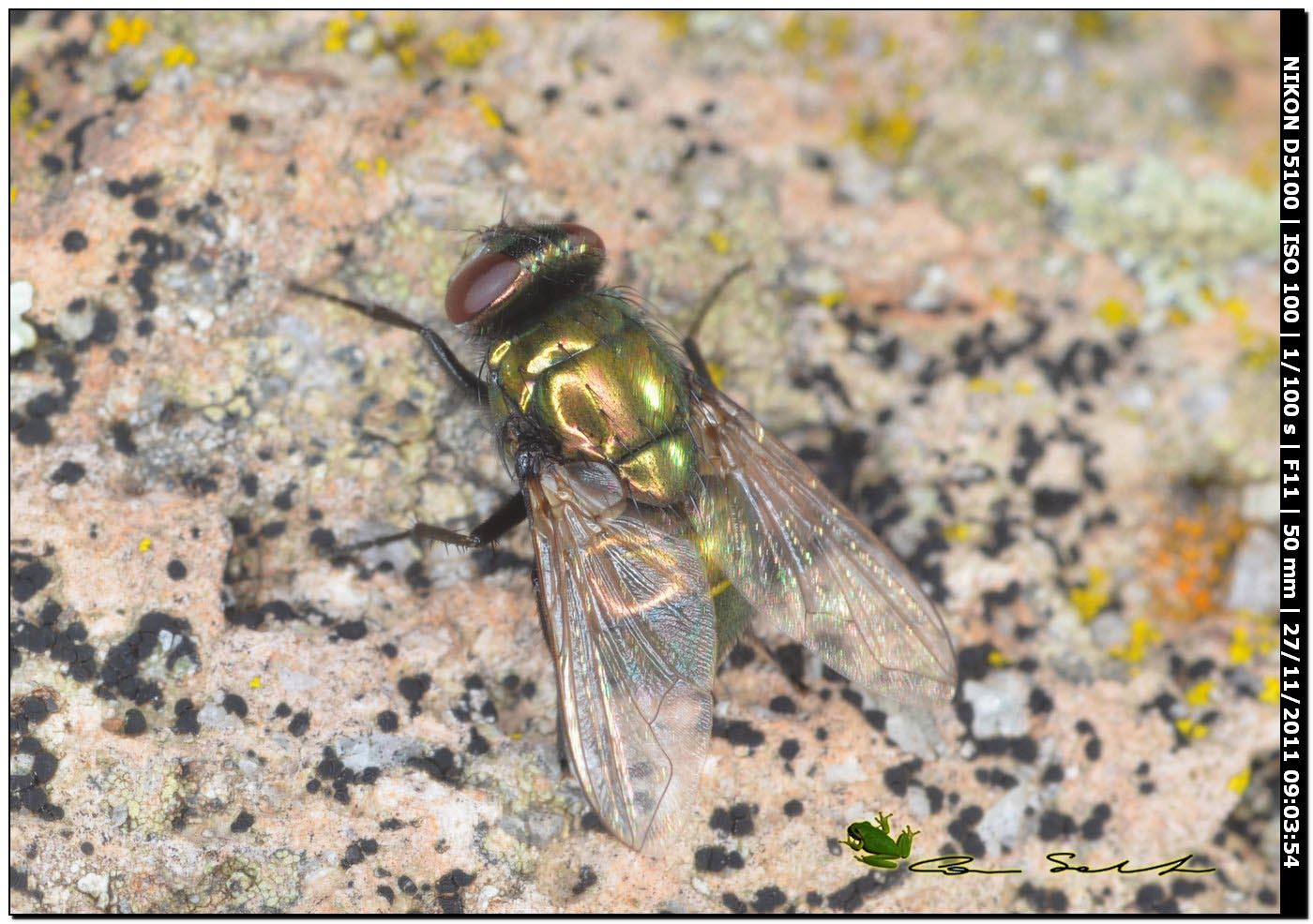 Neomyia cornicina (Muscidae)