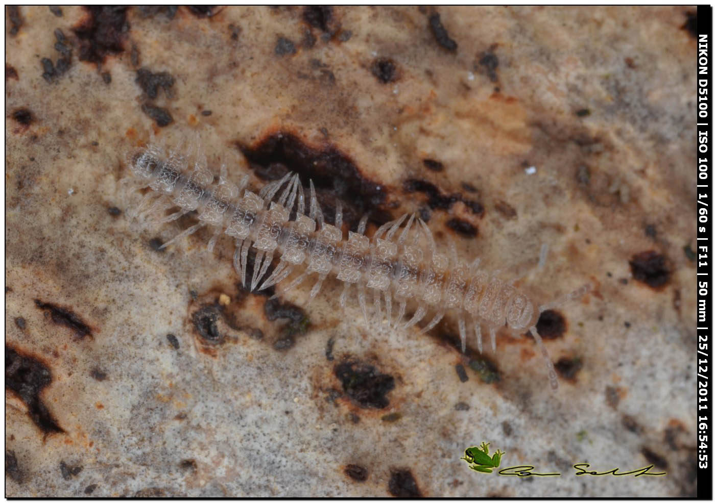 Polydesmus sp.