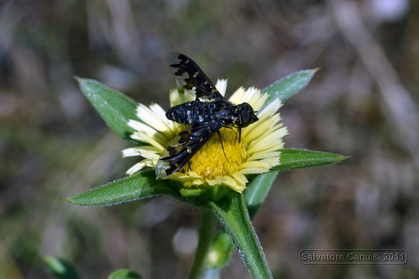 Exoprosopa jacchus (Bombyliidae)