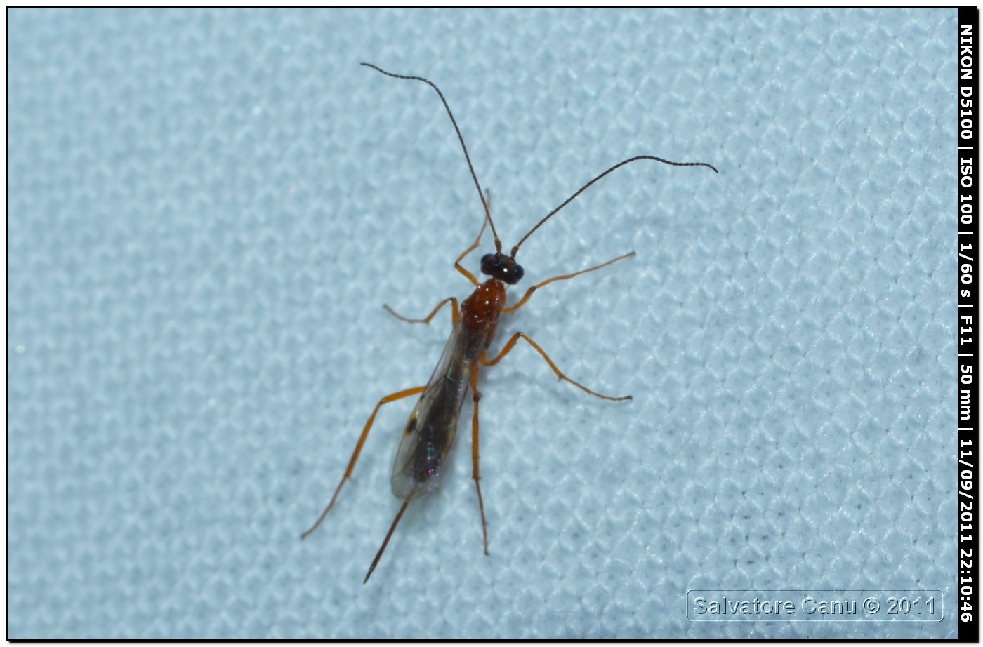 Braconidae