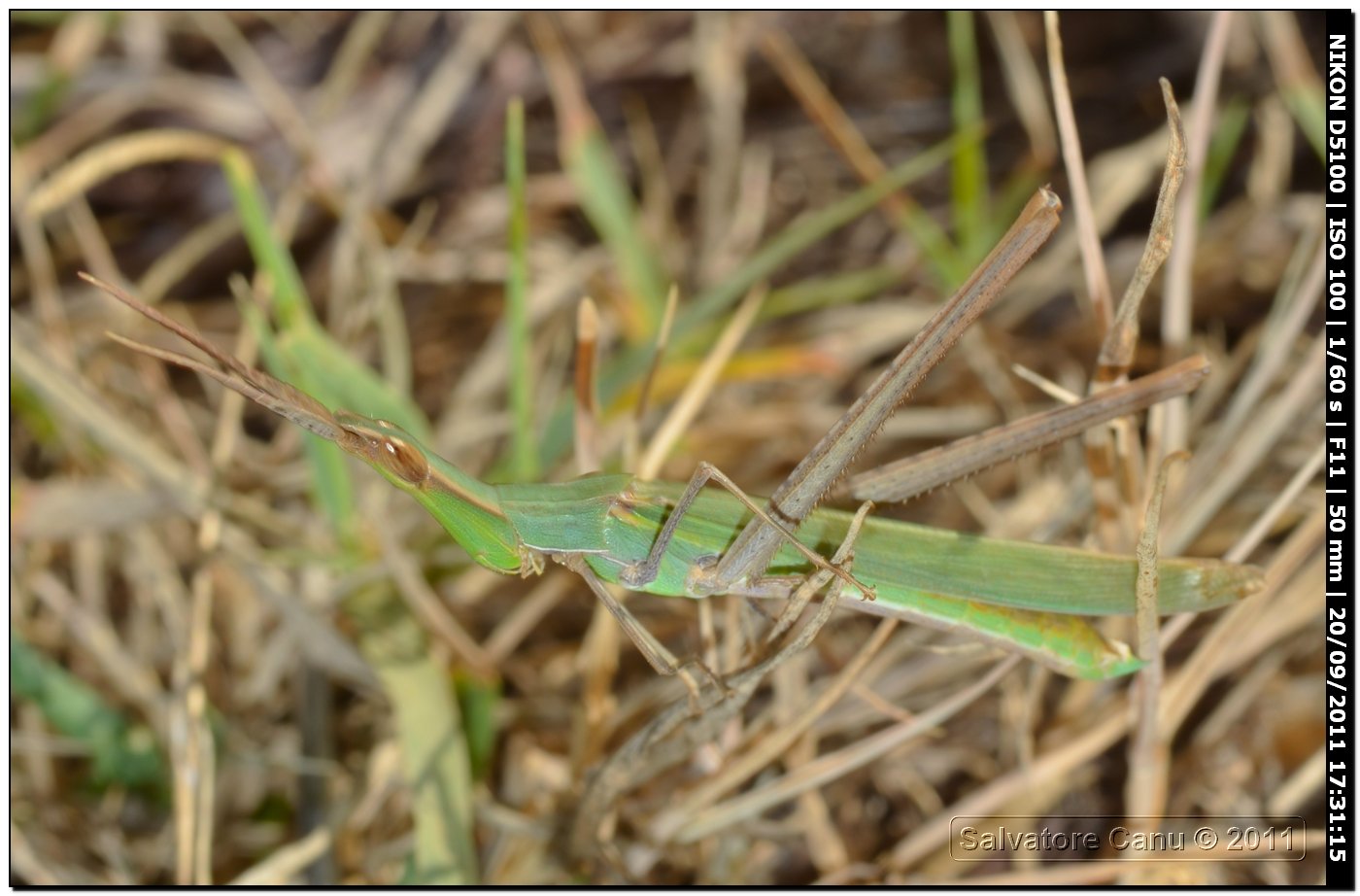 Acrida ungarica mediterranea