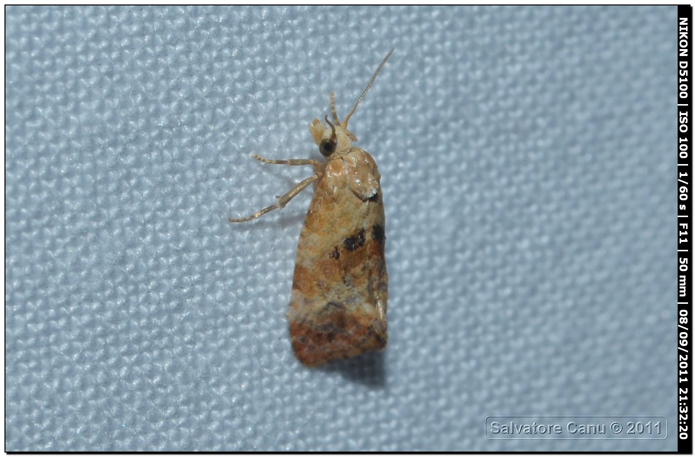 Da determinare 7 - Cochylis cf. salebrana