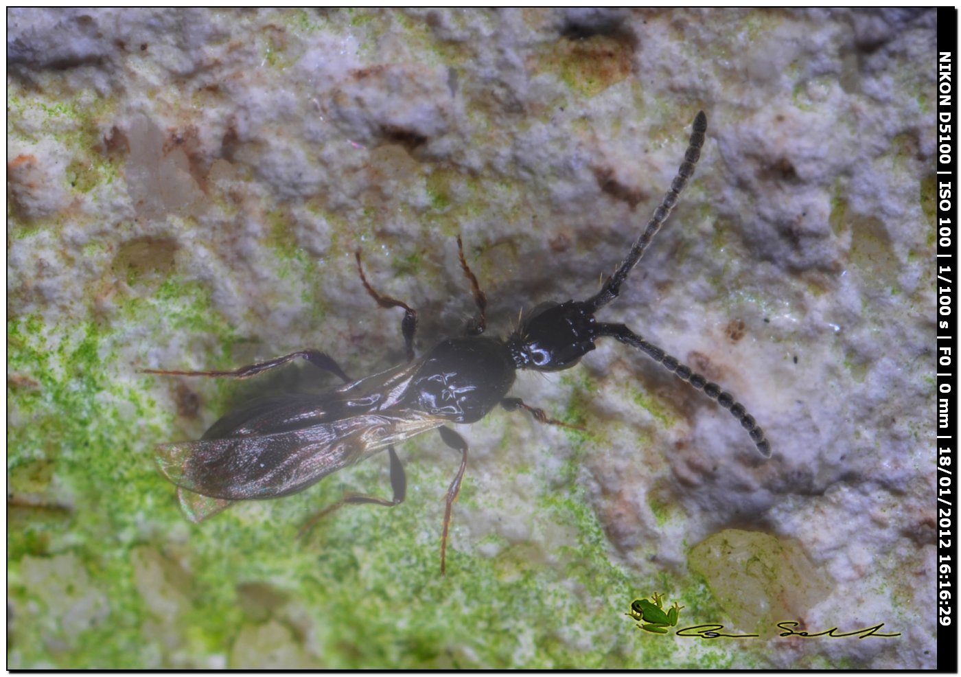 Diapriidae