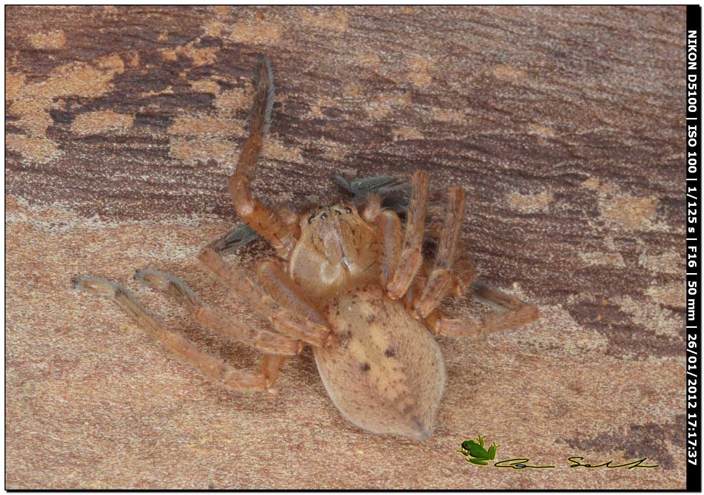 Olios argelasius