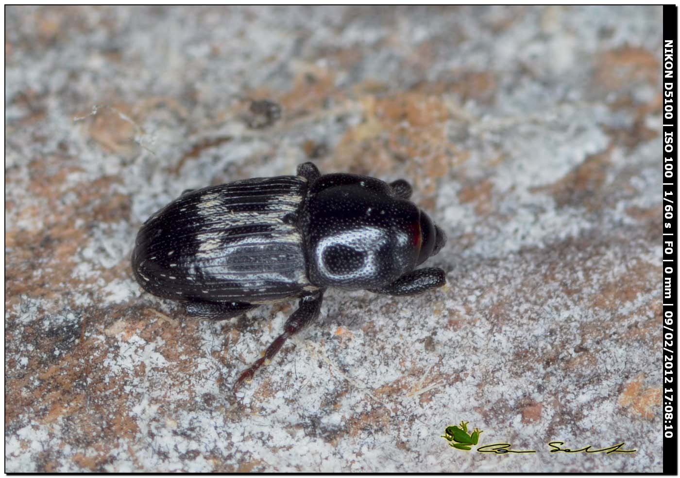 Piccolo Coleottero da Usini: Melaleucus spoliatus