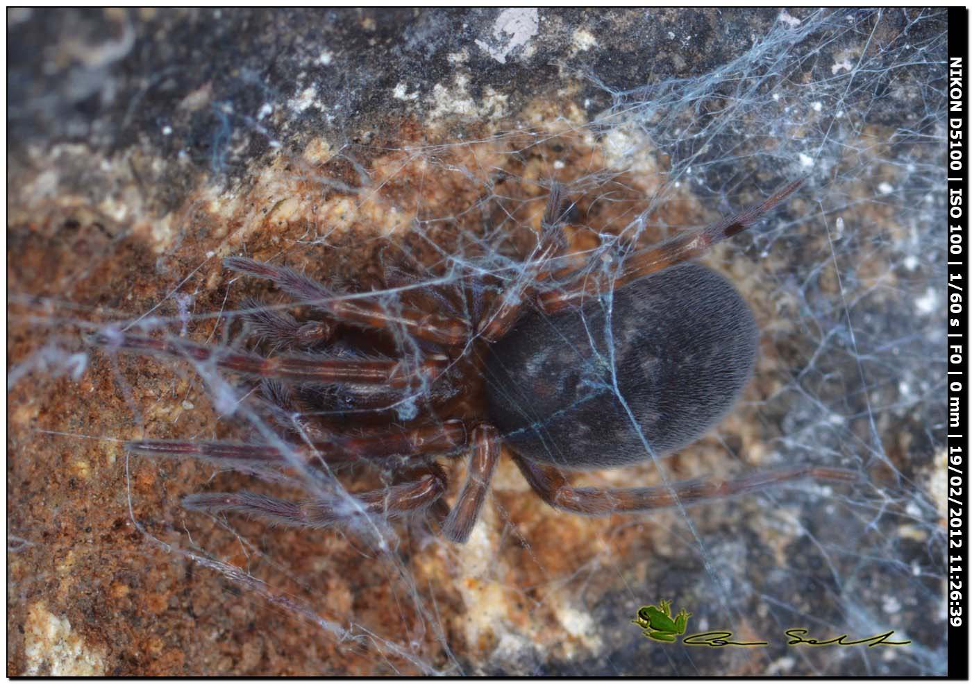 Amaurobius sp.