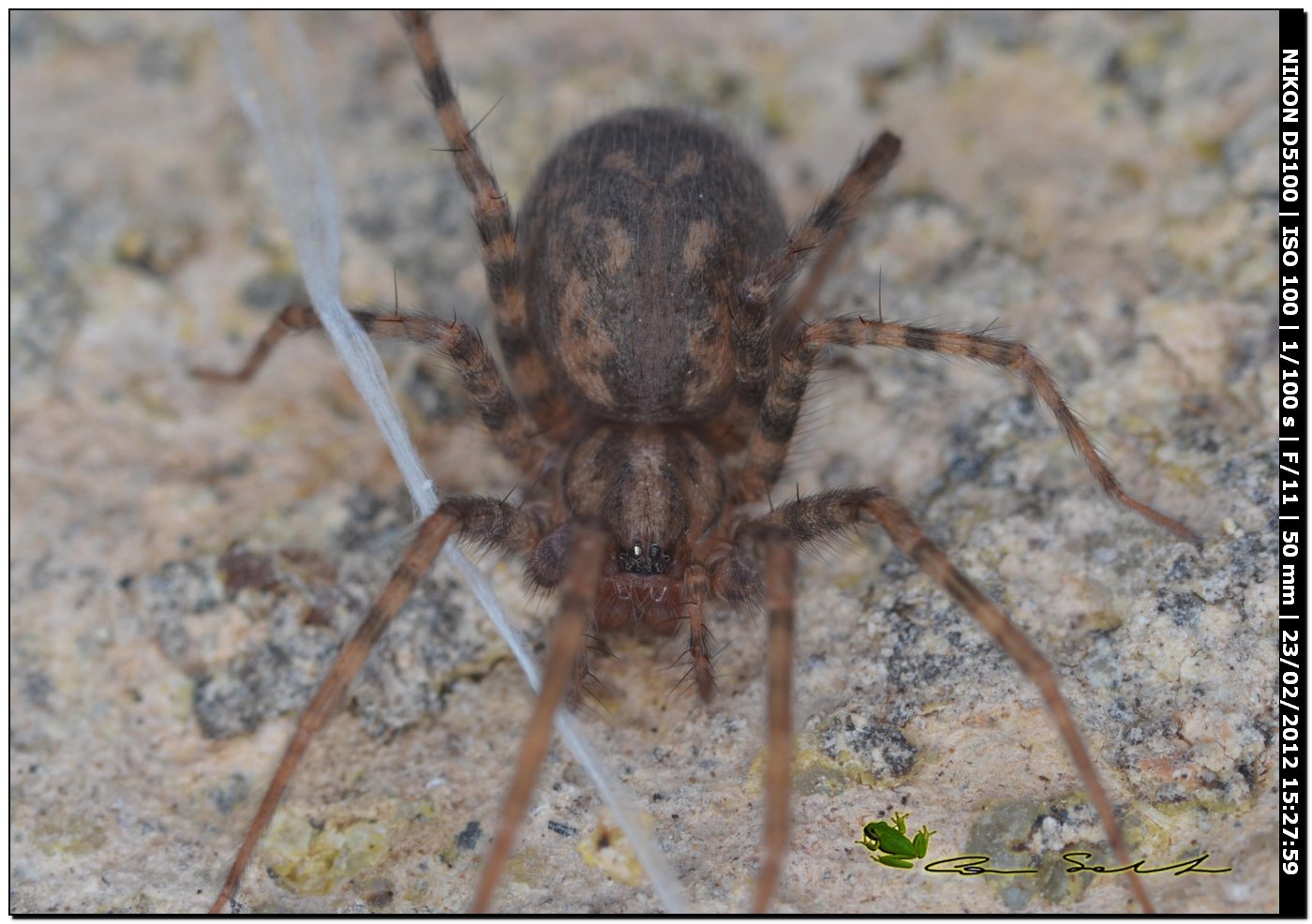 Malthonica sp. (o Tegenaria sp.)