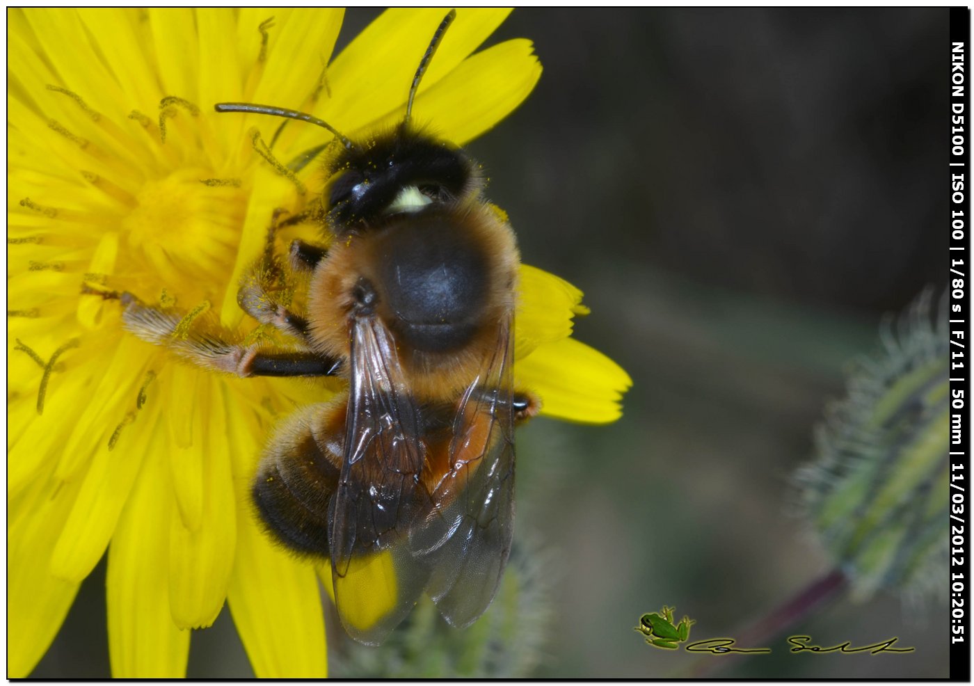 Eucera sp. femmina da Stintino