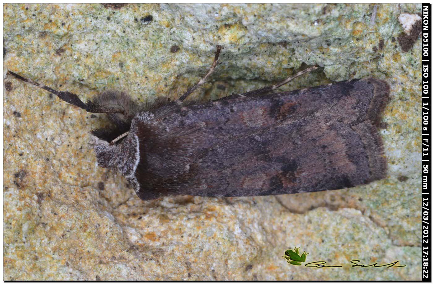 da id. sotto una pietra