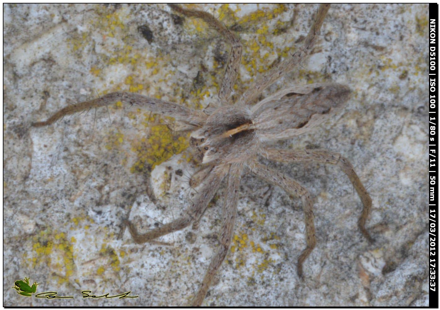 Pisaura sp. da Usini