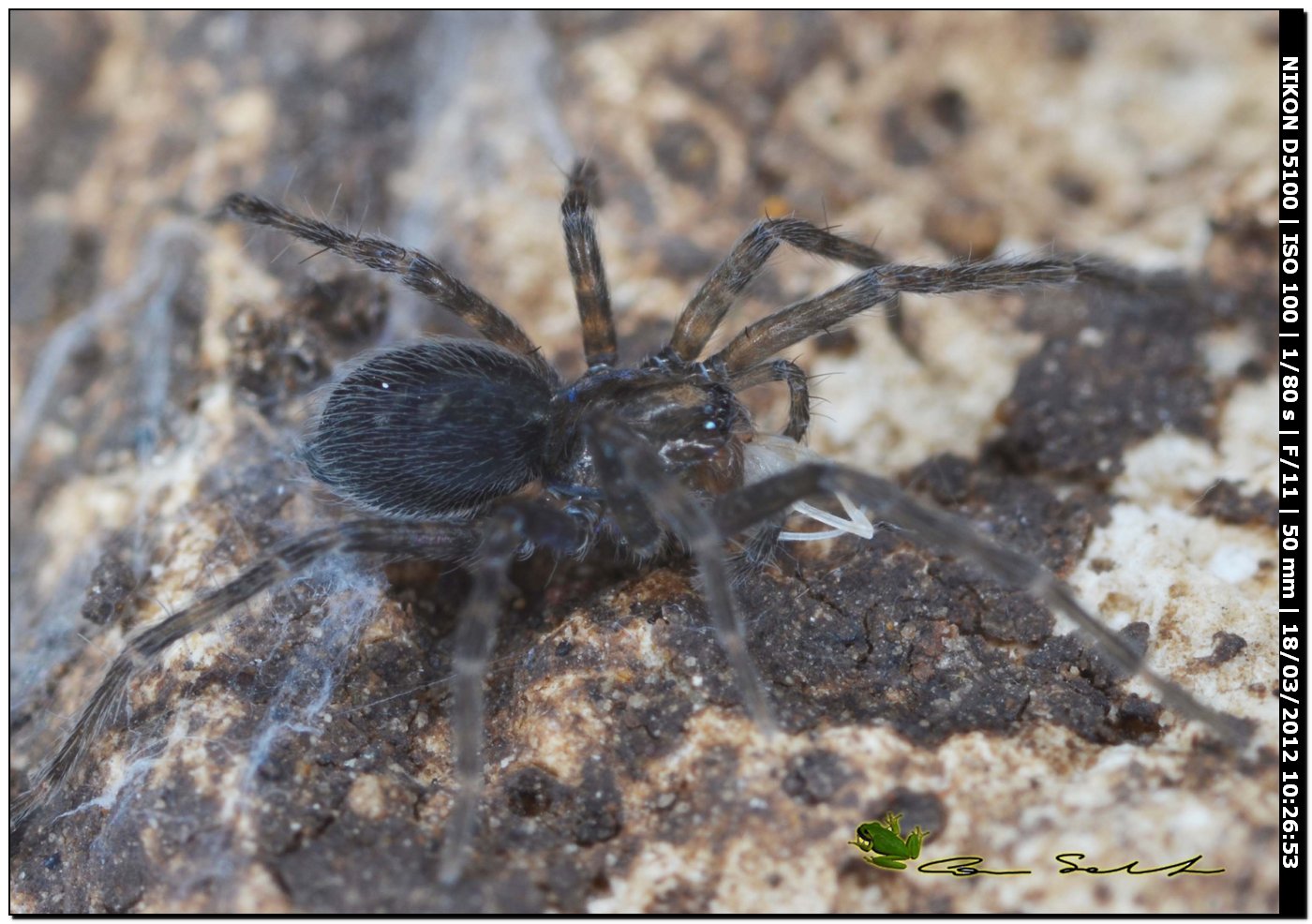 Agelenidae da Bessude