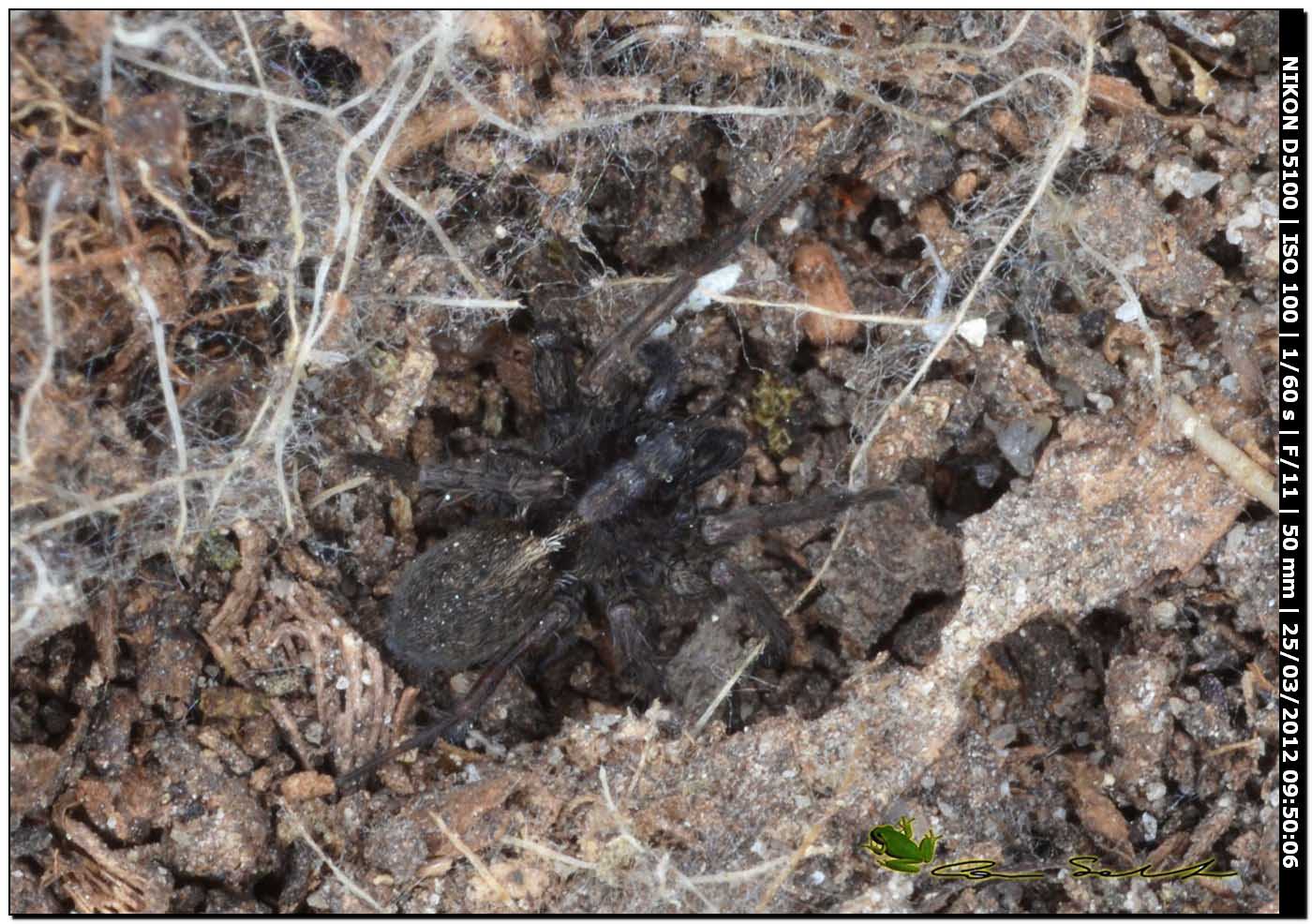 Pardosa sp.