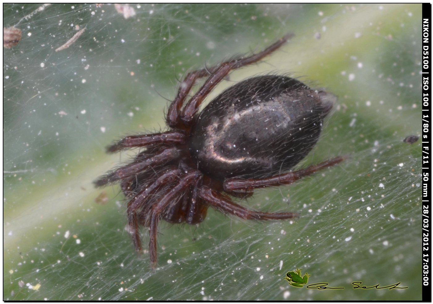 Agelena sp.