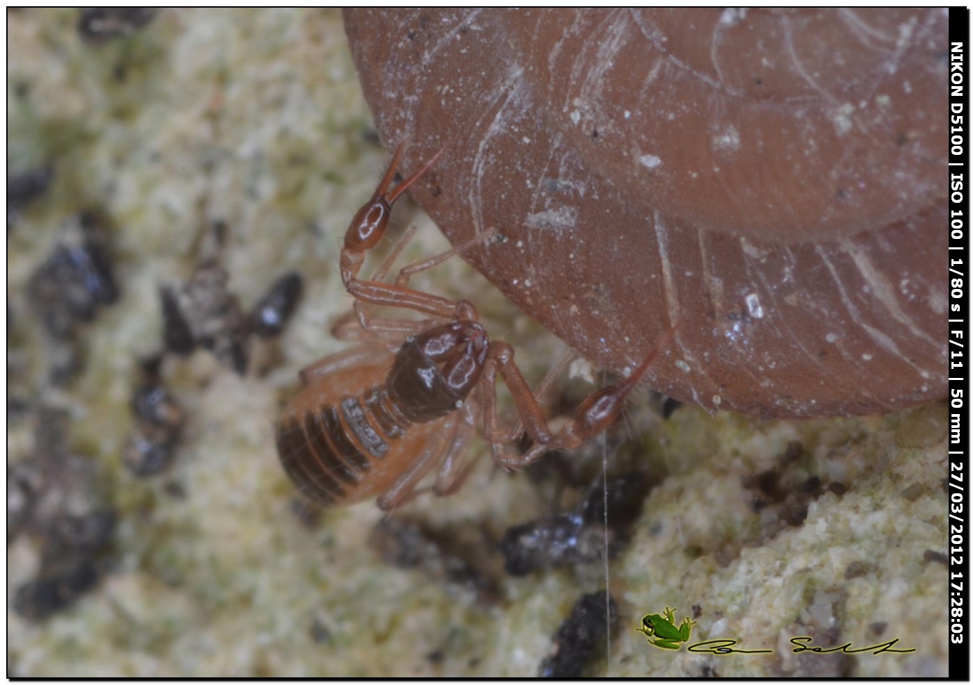 Chthoniidae da Usini