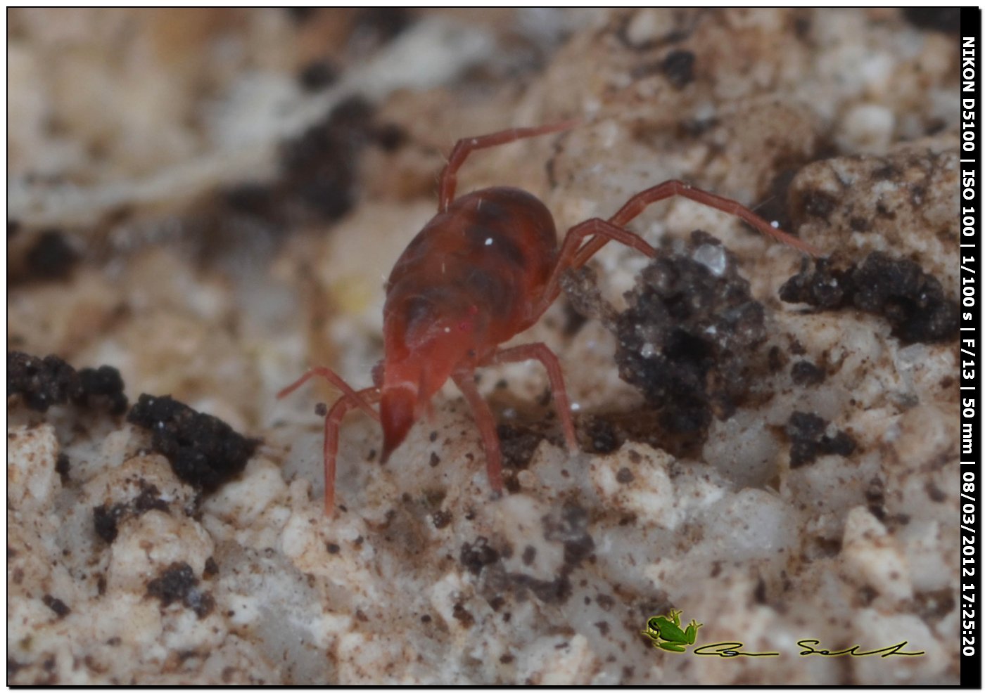 Bdellodes longirostris da Usini