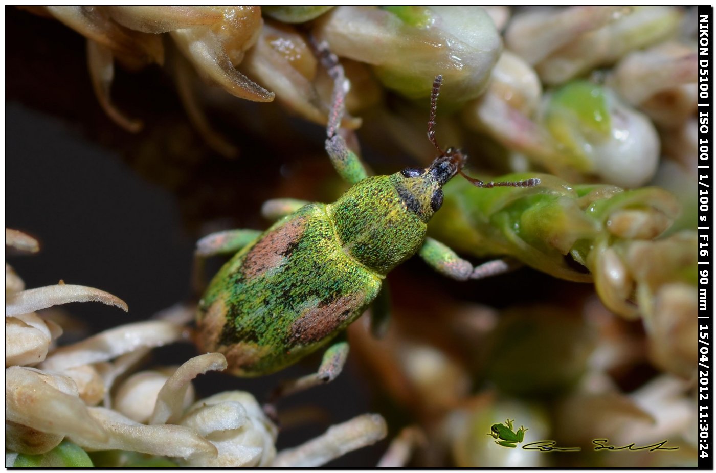 Coniatus tamarisci (Curculionidae)