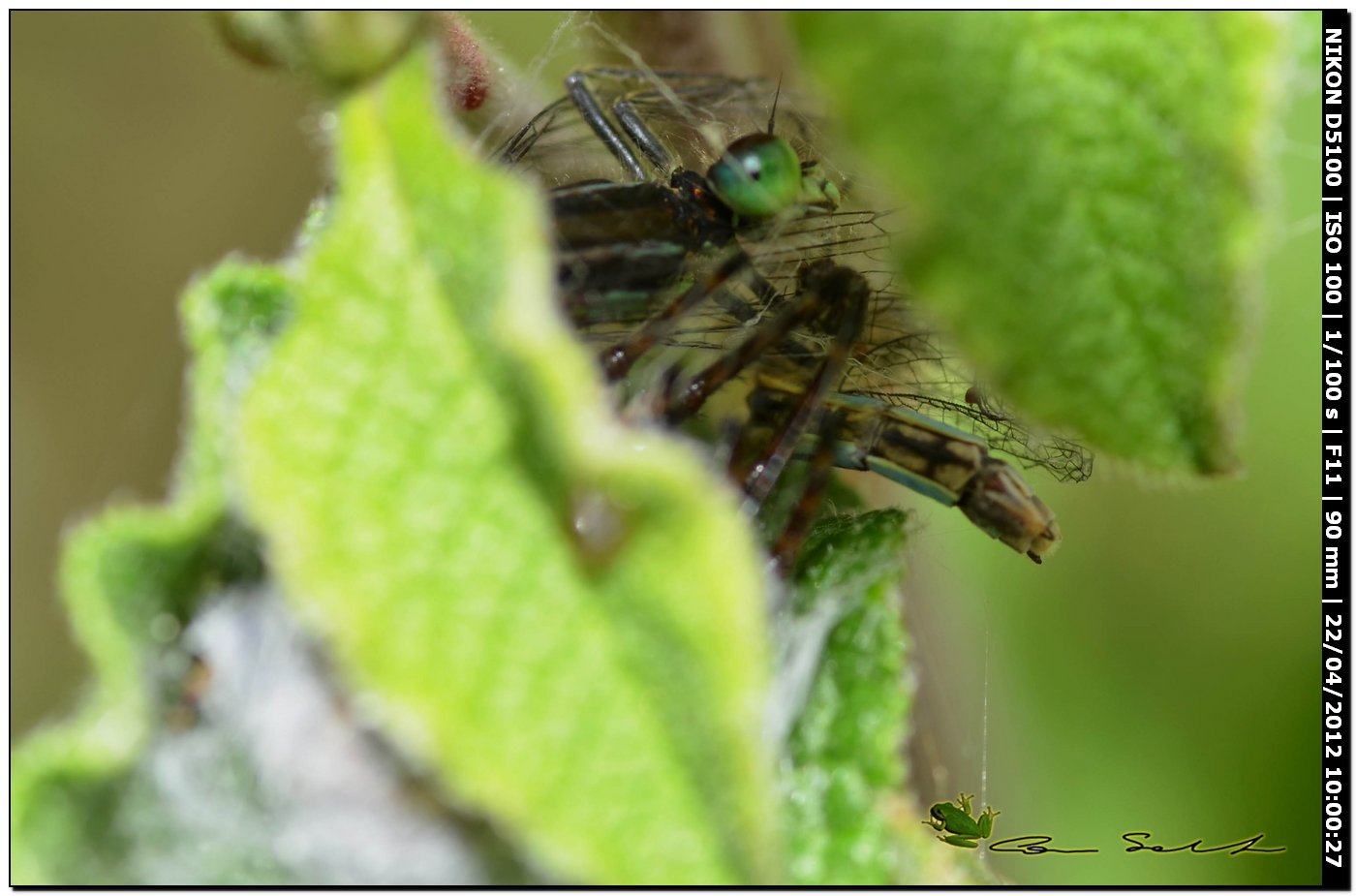 Larinioides sp. ♂