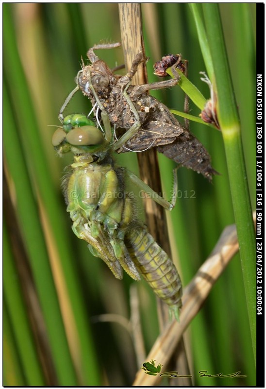 Orthetrum cancellatum, metamorfosi