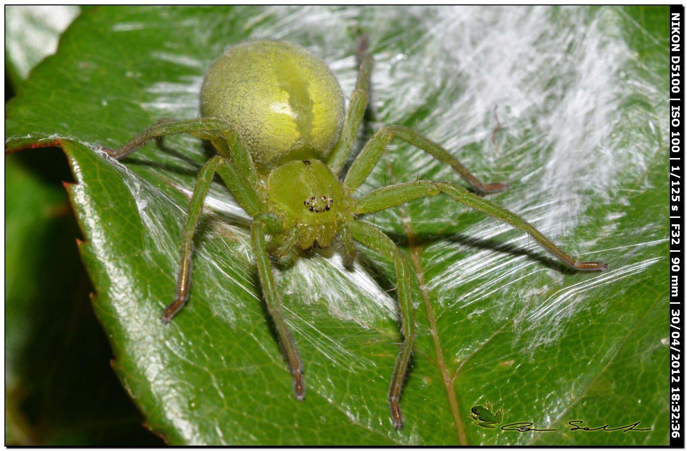 Micrommata ligurina