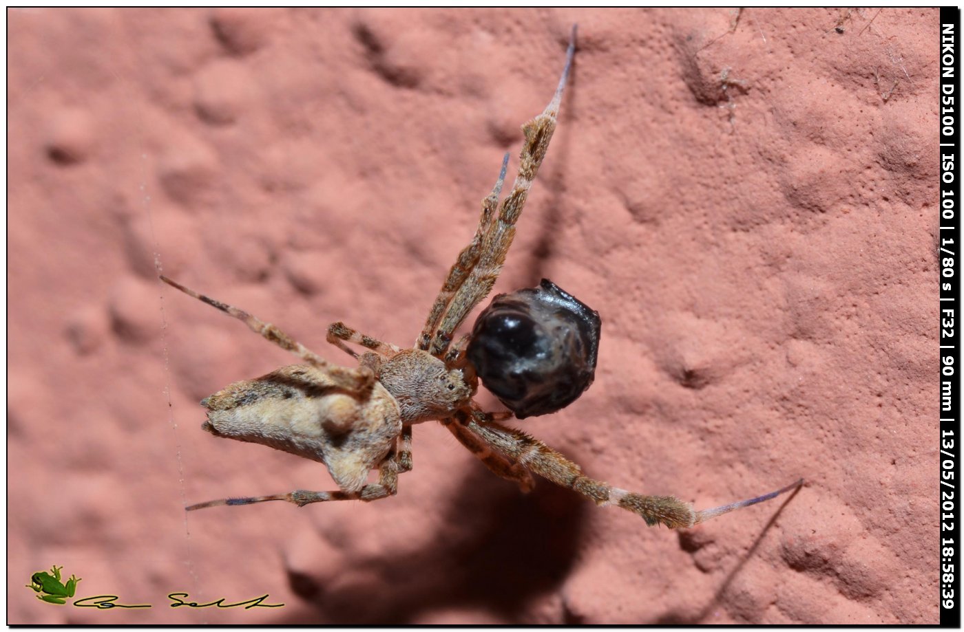 Uloborus plumipes