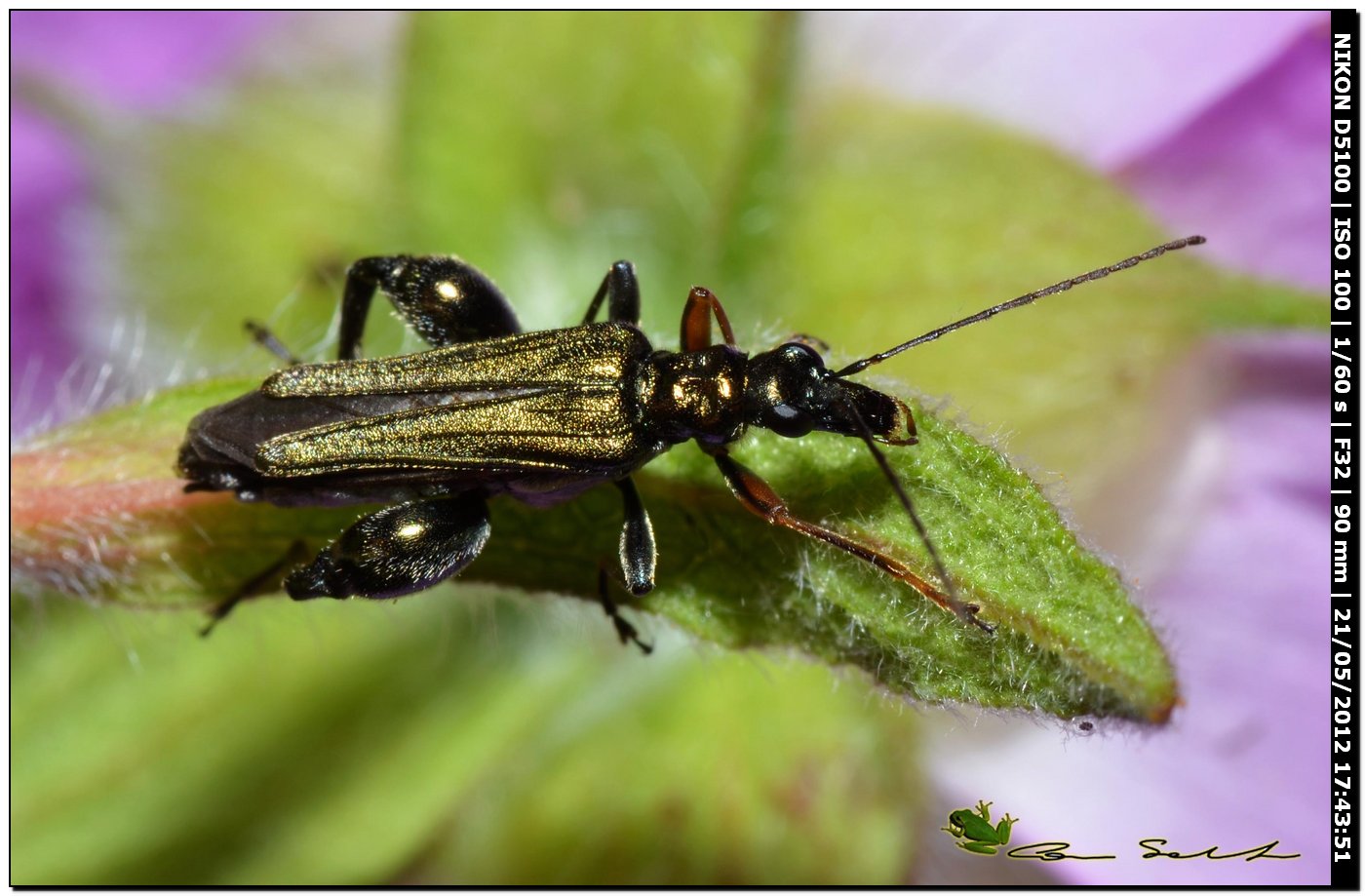 Oedemera flavipes, maschio