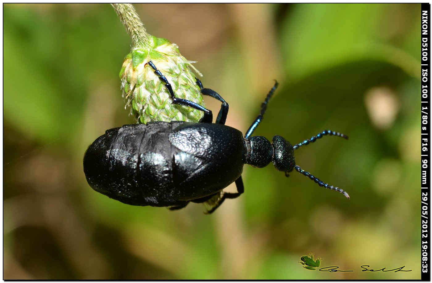 Meloe proscarabaeus in ... arrampicata libera