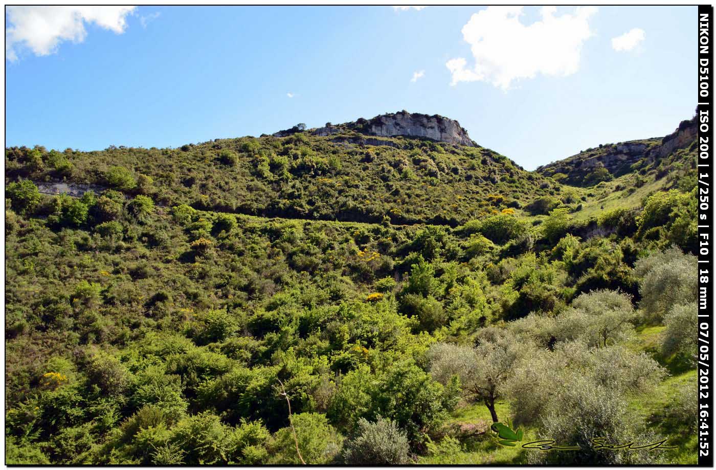 Limax gruppo corsicus da Ittiri (nero)