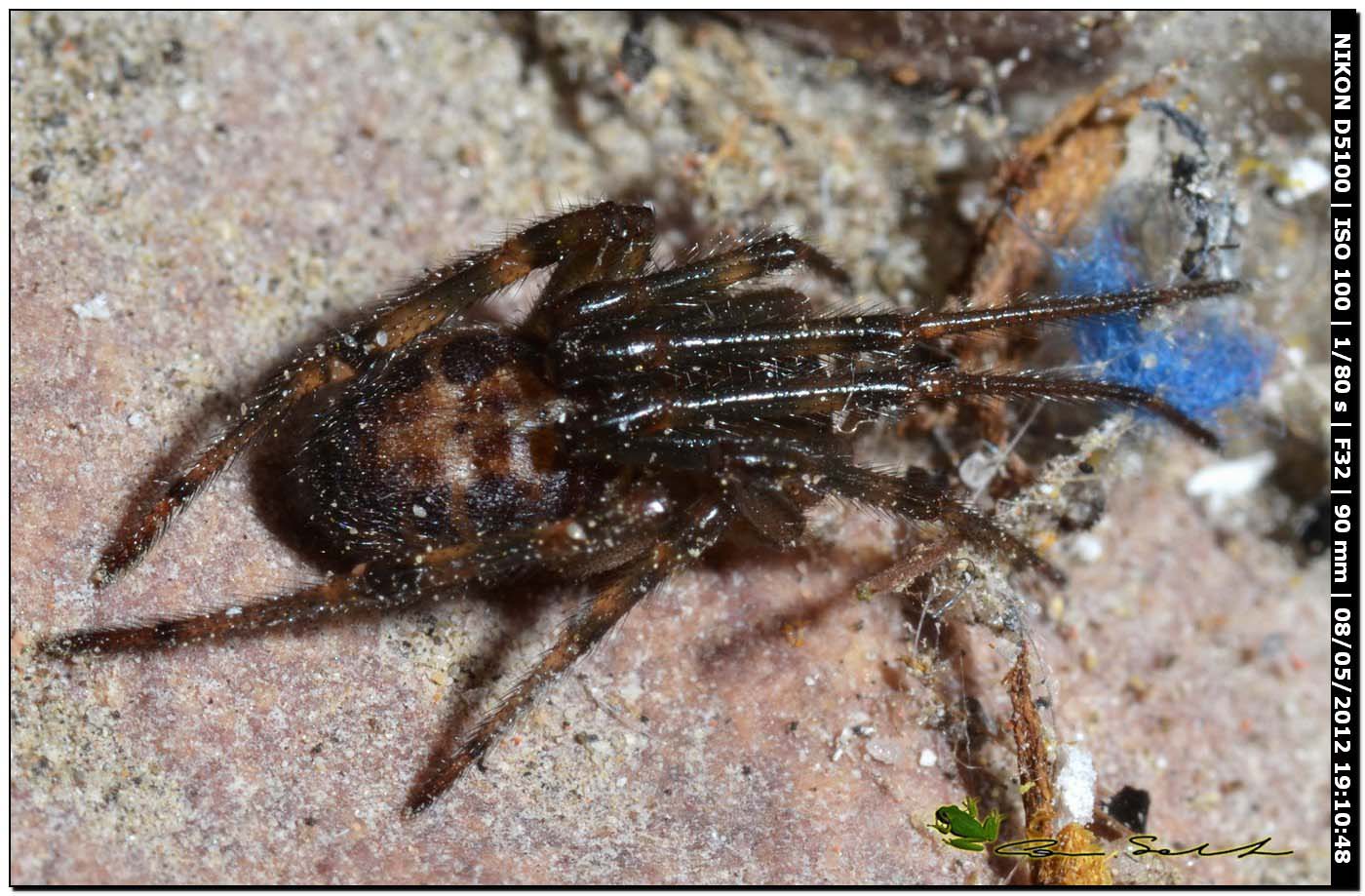 Steatoda nobilis