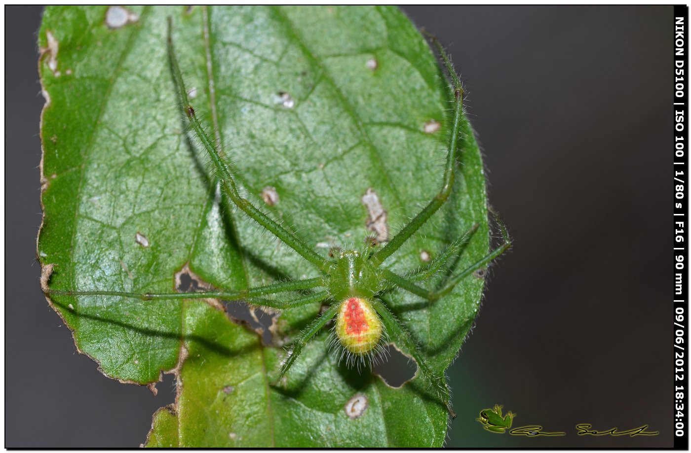 Heriaeus sp. ♂, Thomisidae