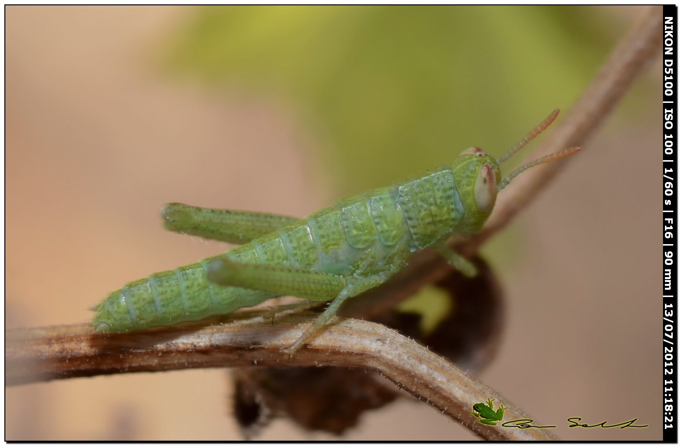 Ninfa da id.