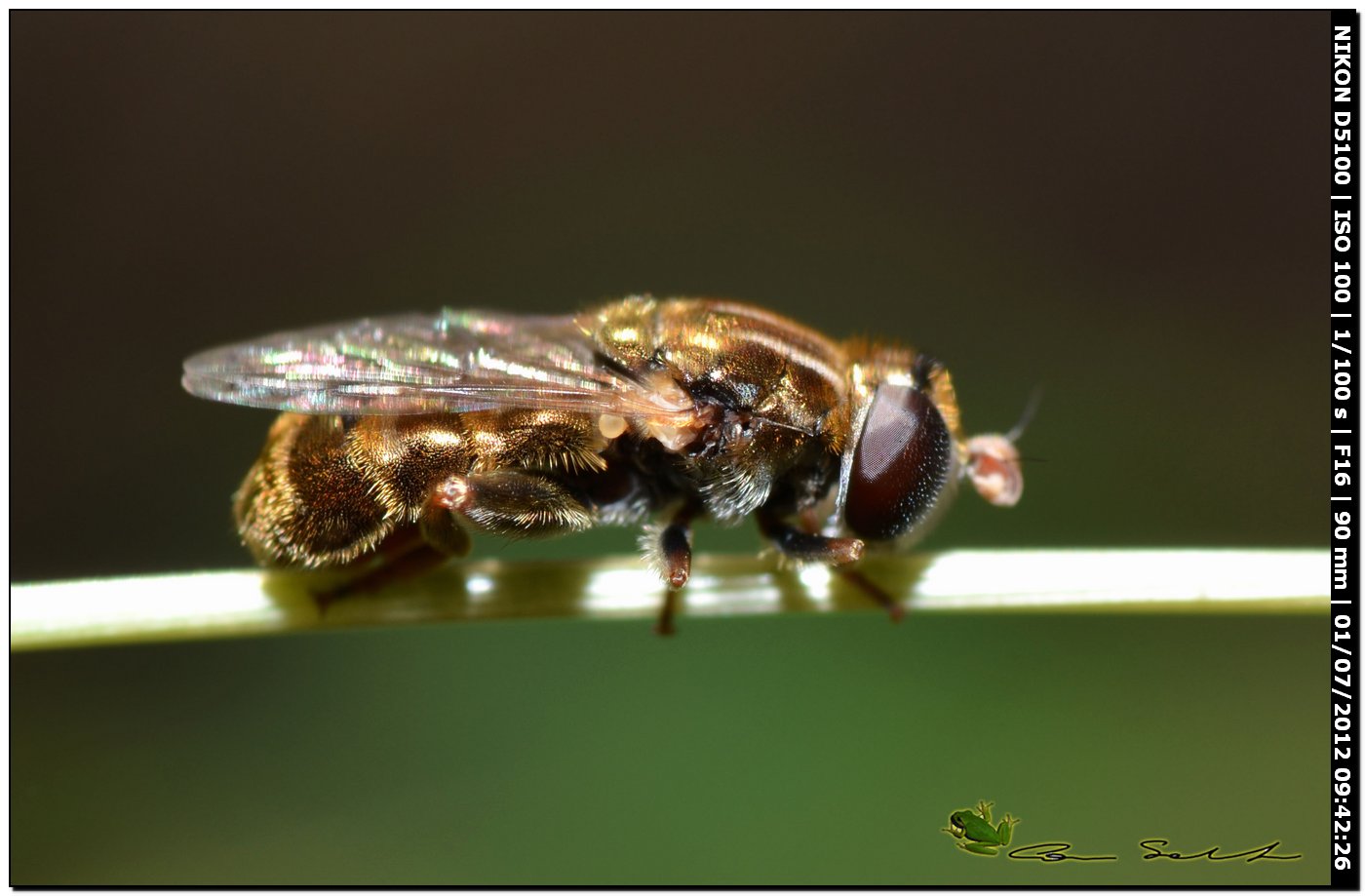 Merodon sp.