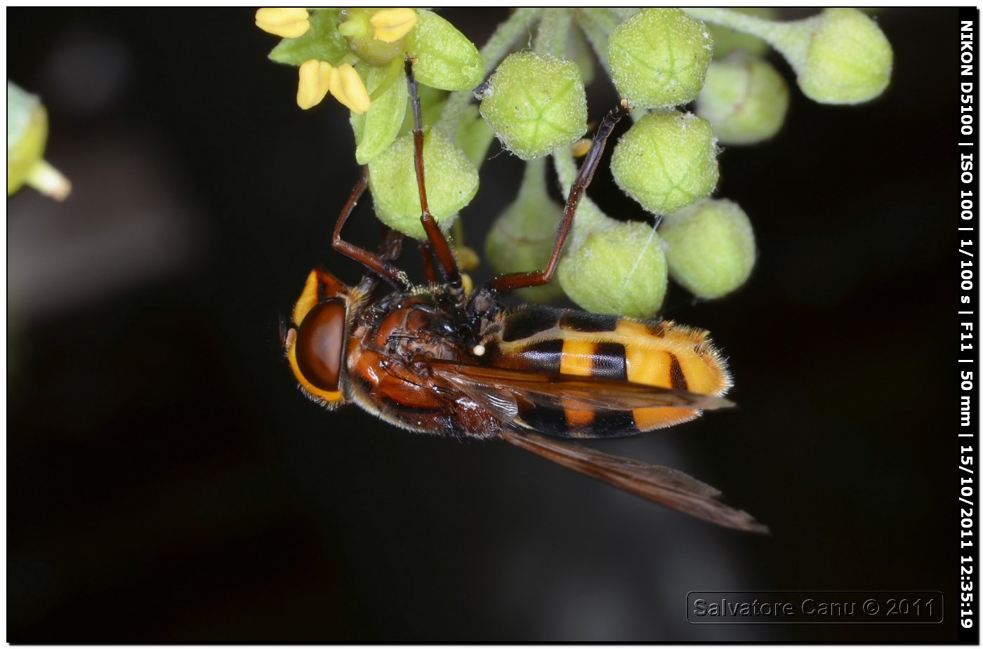 Volucella zonaria (Syrphidae)