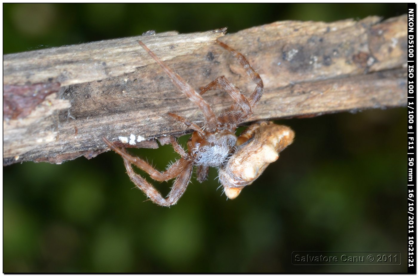 Cyrtophora citricola